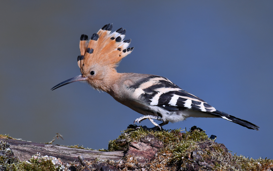 Eurasian hoopoe (Upupa epops)